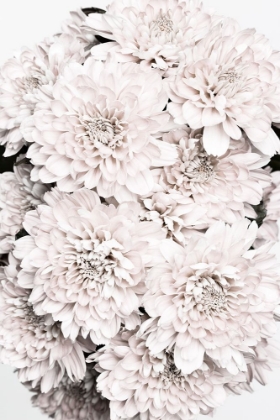 Picture of CHRYSANTHEMUM NO 08