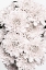 Picture of CHRYSANTHEMUM NO 08