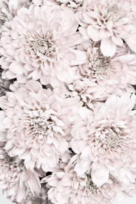 Picture of CHRYSANTHEMUM NO 09