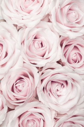 Picture of PINK ROSES NO 03