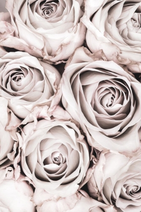 Picture of GREY ROSES NO 01