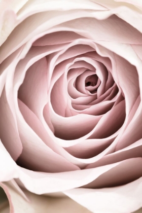 Picture of PINK ROSE NO 03