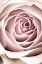 Picture of PINK ROSE NO 03