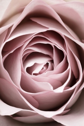 Picture of PINK ROSE NO 04