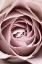 Picture of PINK ROSE NO 04