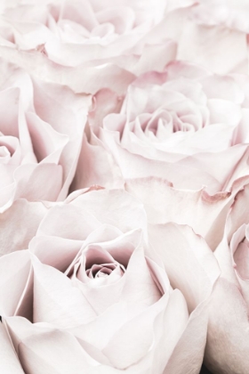 Picture of PINK ROSES NO 04