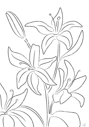 Picture of LILLIES NO 02