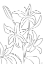 Picture of LILLIES NO 02