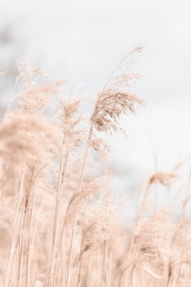 Picture of GRASS REED AND SKY_1