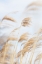 Picture of GRASS REED AND SKY_2
