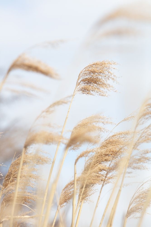 Picture of GRASS REED AND SKY_2