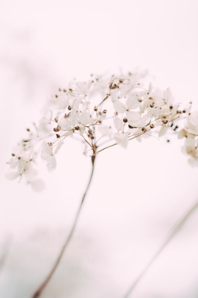 Picture of SOFT DRIED FLOWER_PINK