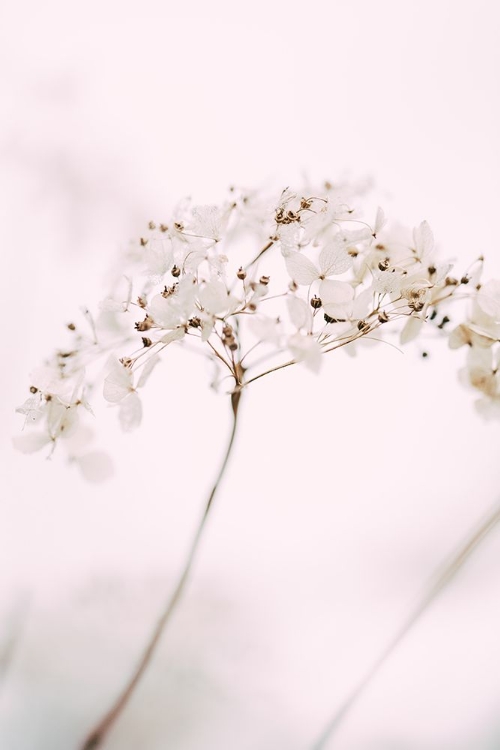 Picture of SOFT DRIED FLOWER_PINK