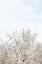 Picture of CHERRY TREE_1