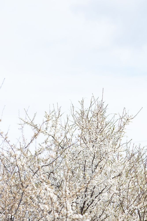 Picture of CHERRY TREE_1