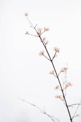 Picture of TWIG WITH SMALL FLOWERS