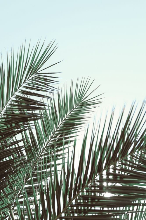 Picture of PALM LEAVES-SKY_1