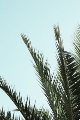 Picture of PALM LEAVES AND SKY_2