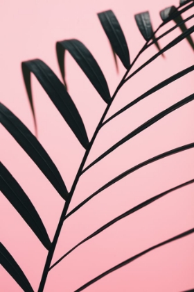 Picture of GRAPHIC PALM LEAF_2