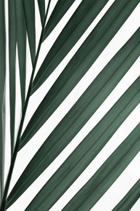 Picture of GRAPHIC PALM LEAF_3