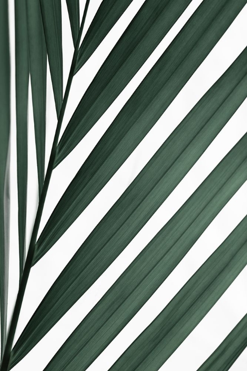 Picture of GRAPHIC PALM LEAF_3