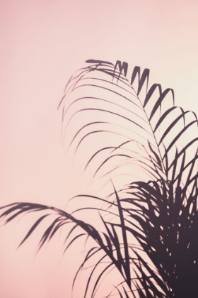 Picture of PALM LEAVES_1