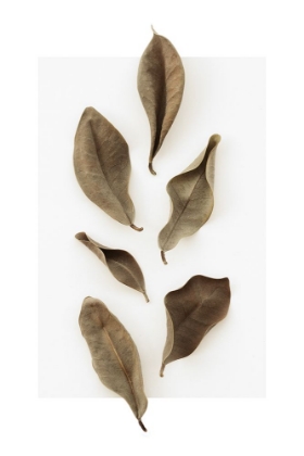 Picture of DRIED LEAVES_1