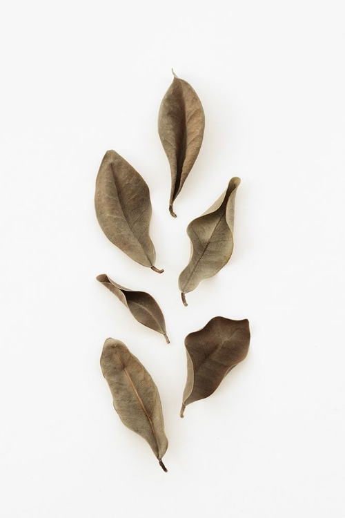 Picture of DRIED LEAVES_2