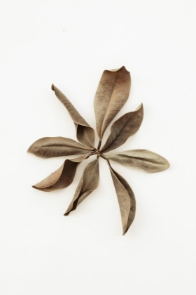 Picture of DRIED LEAVES_3