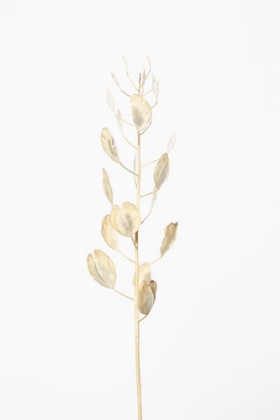 Picture of SOLITARY DRIED PLANT_LIGHT GREY