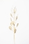 Picture of SOLITARY DRIED PLANT_LIGHT GREY