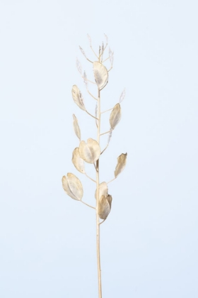 Picture of SOLITARY DRIED PLANT_LIGHT BLUE