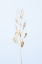 Picture of SOLITARY DRIED PLANT_LIGHT BLUE