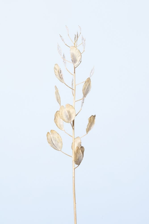 Picture of SOLITARY DRIED PLANT_LIGHT BLUE
