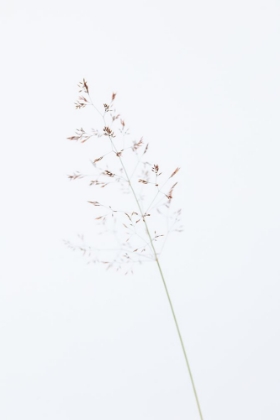 Picture of SINGLE DRIED GRASS STRAW