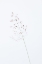 Picture of SINGLE DRIED GRASS STRAW