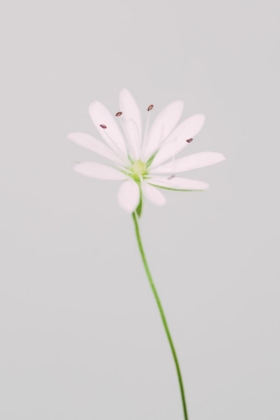 Picture of SMALL PINK FLOWER