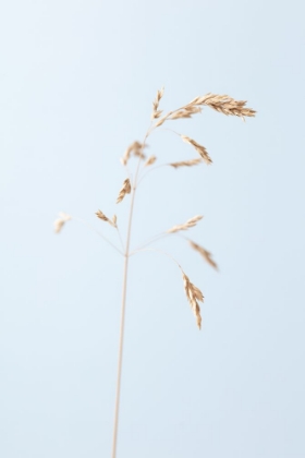 Picture of DRIED SINGLE GRASS STRAW_2