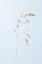 Picture of DRIED SINGLE GRASS STRAW_2