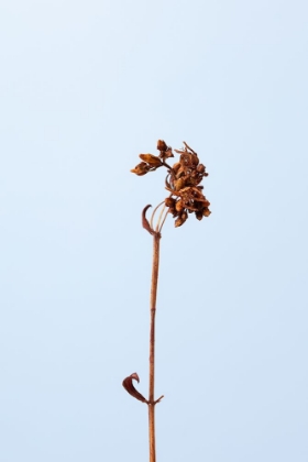 Picture of DRIED BROWN PLANT_1