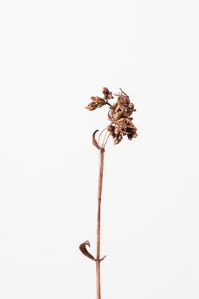 Picture of DRIED BROWN PLANT_2