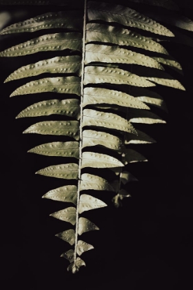 Picture of FERN LEAF