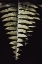 Picture of FERN LEAF