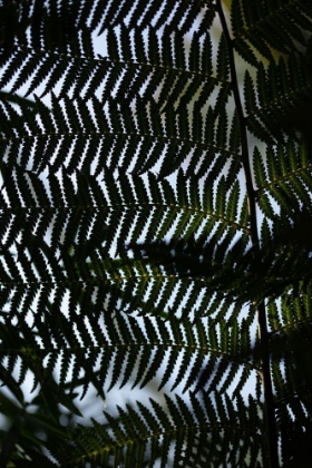 Picture of FERN LEAVES_1