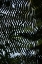 Picture of FERN LEAVES_1