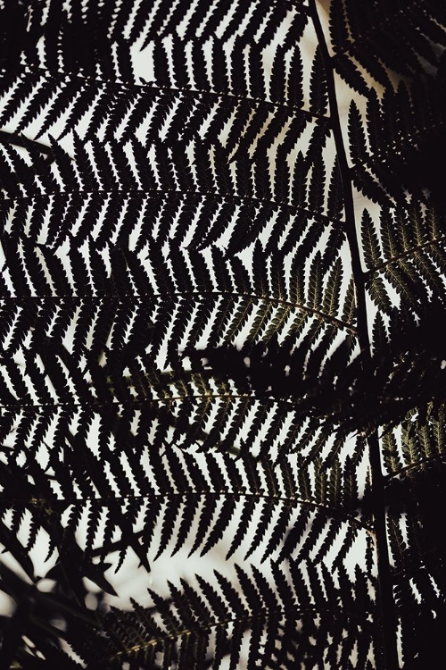 Picture of FERN LEAVES_2