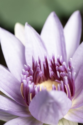 Picture of PURPLE FLOWER CLOSE UP