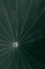 Picture of DARK GREEN LEAF