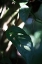Picture of MONSTREA LEAVES NATURE_2