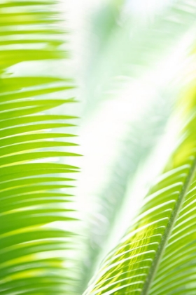 Picture of LIGHT PALM TREE LEAVES_1